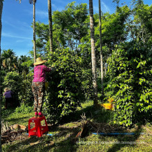 Molho de pimenta preta Wira. Molho de pimenta preta fira